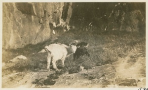 Image of goats on hillside